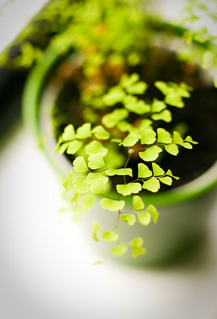 green living