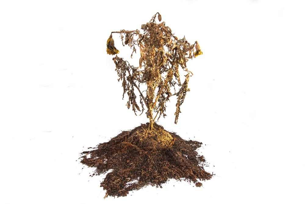 Global Warming Means Less Growing Days for Plants, Not