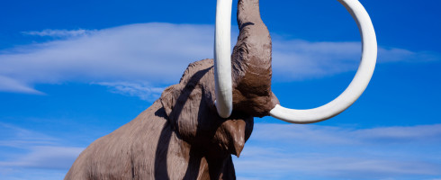 Wooly Mammoth