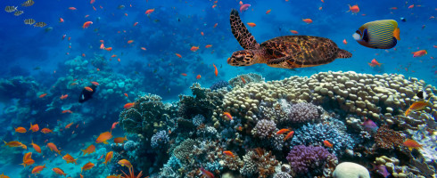 Ocean biodiversity