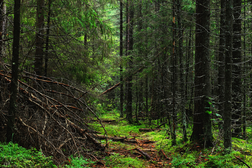 American Forests Will Accumulate Less Carbon Over the Next 25 Years