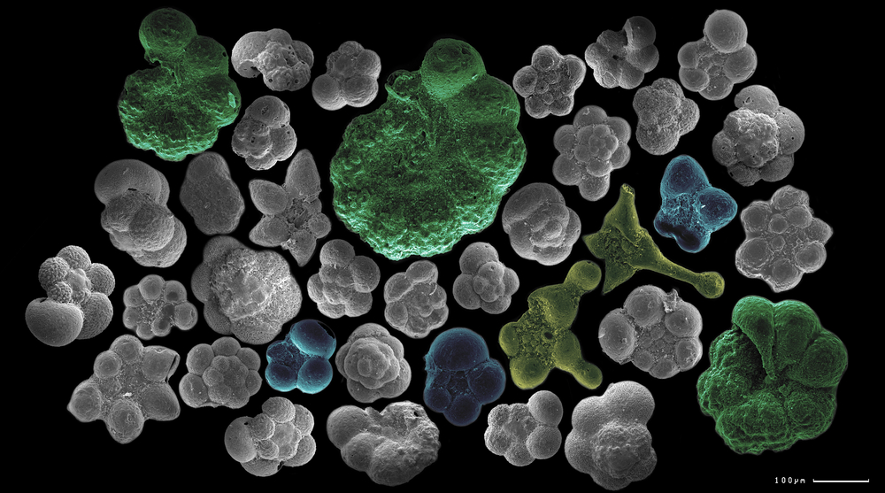 Ocean acidification could actually be helping foraminifera and other shelled microorganisms, but at what cost?