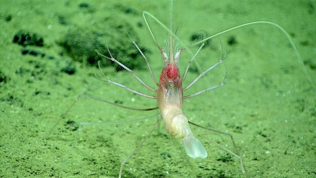 The stylodactylid shrimp was recently captured live on video deep within the Mariana Trench.