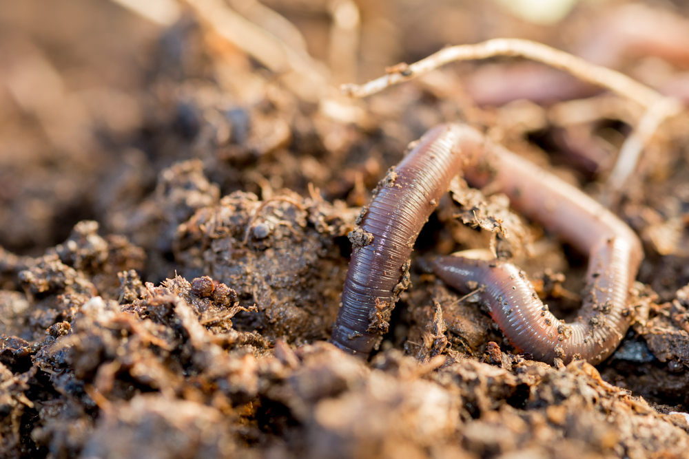 Populations of earthworms are being severely harmed by a common farming practice.