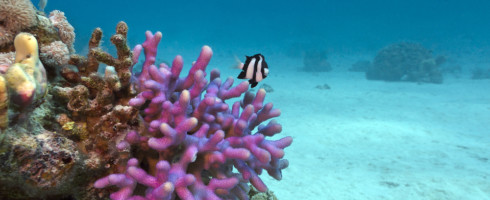 Scientists studied this hood coral and learned that the process by which they make their skeletons is different than previously thought.