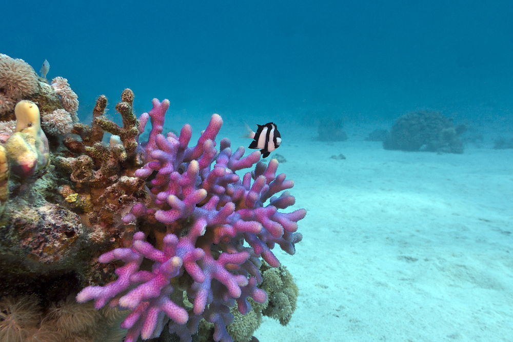 Scientists studied this hood coral and learned that the process by which they make their skeletons is different than previously thought.