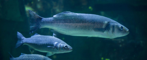 A new study has found that fish are being stressed and confused by oceanic noise pollution.