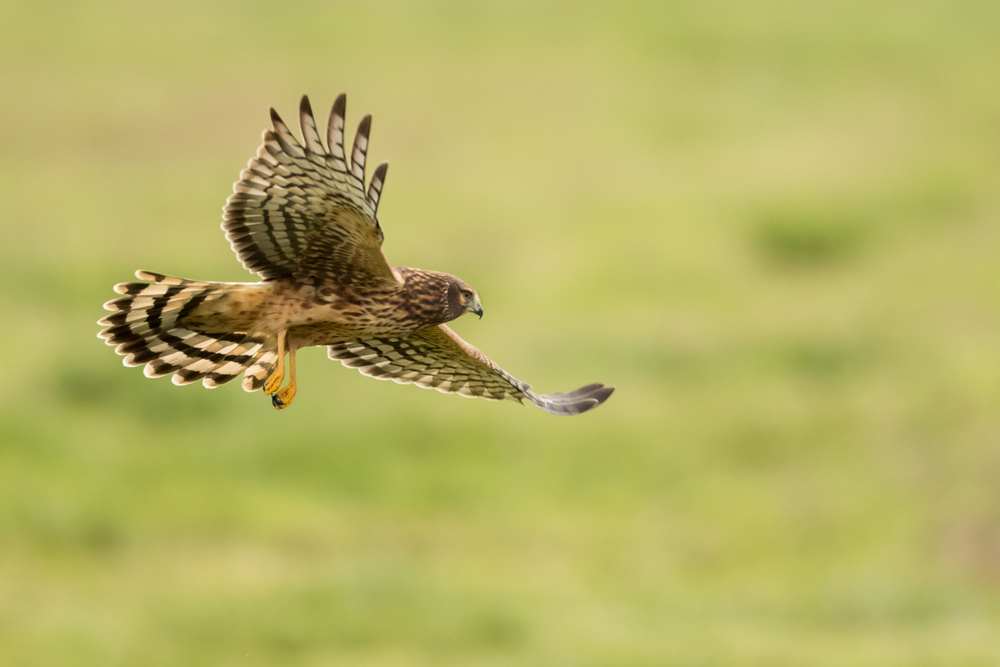 Hen harriers, like the one in this photo, are among the endangered birds of prey that are being killed in Scotland.