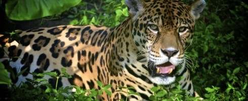 A research team has used dogs to help them find the habitats of endangered carnivores and develop a plan for wildlife corridors.